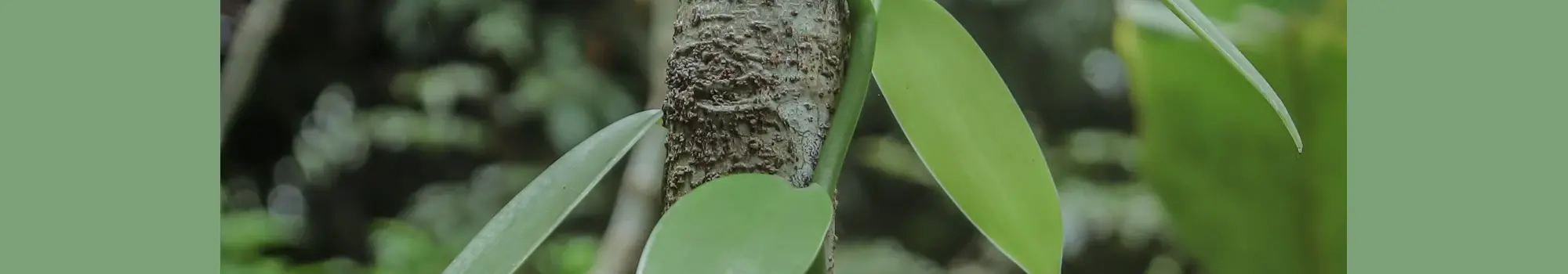 Vanilla planifolia – l’orchidée qui parfume le monde