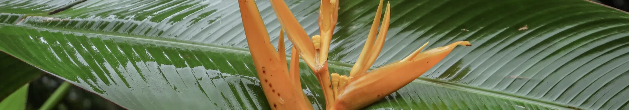Heliconia psittacorum – l’éclat des tropiques