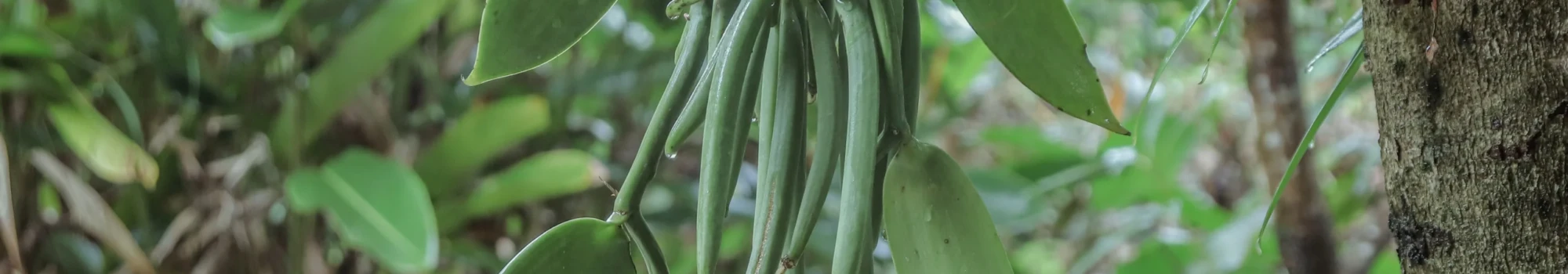 Vanilla planifolia – l’orchidée qui parfume le monde
