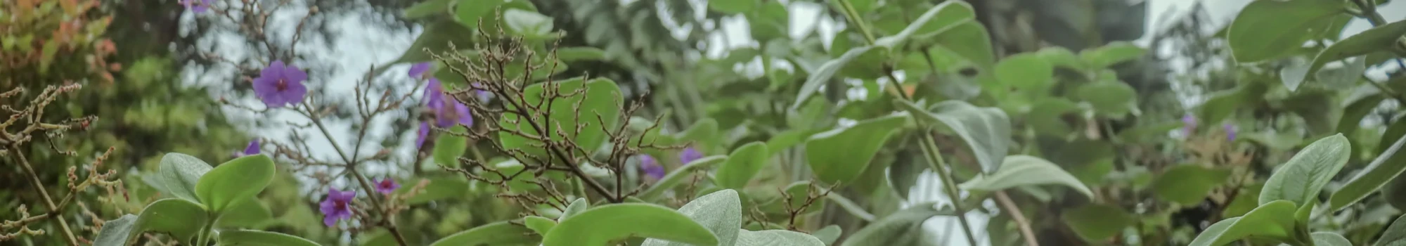 Tibouchina – l’élégance violette