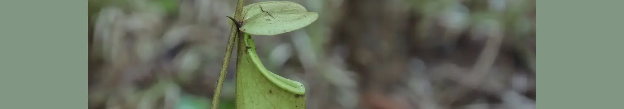 Nepenthes – l’art naturel du piège