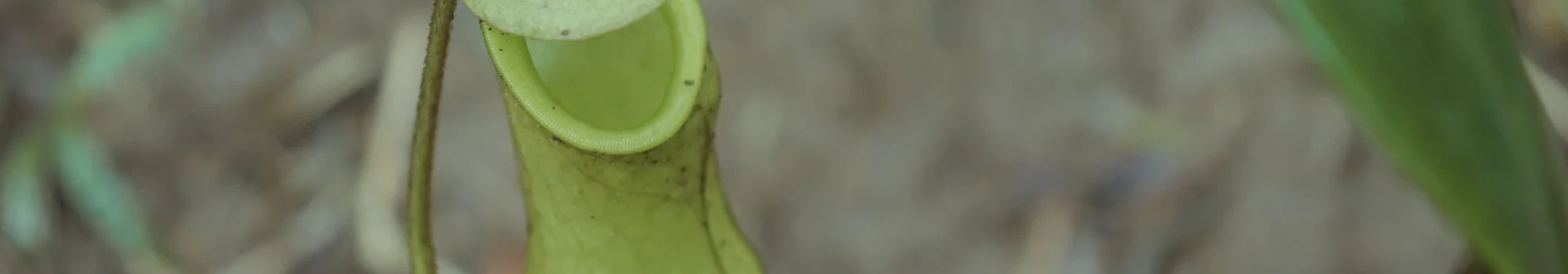 Nepenthes – l’art naturel du piège