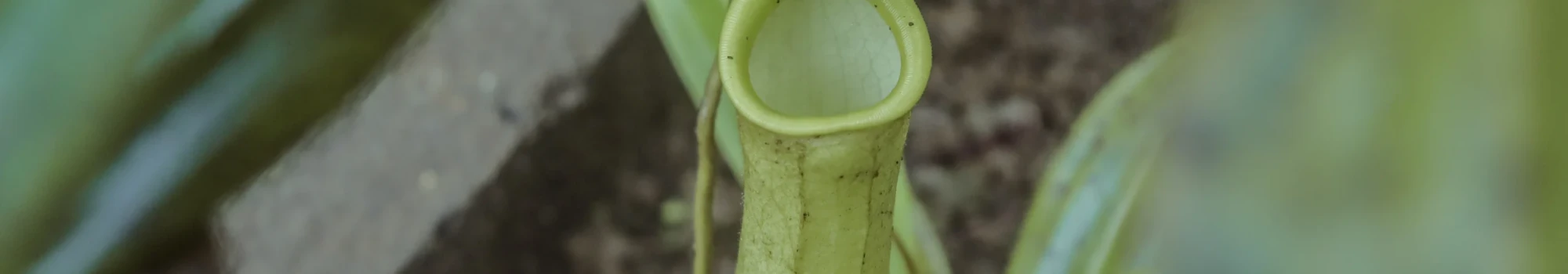 Nepenthes – l’art naturel du piège