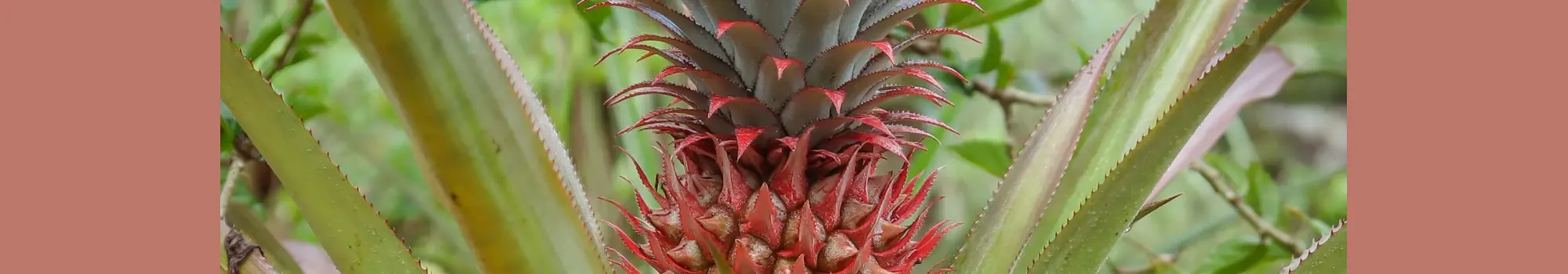 Ananas comosus – la douceur tropicale