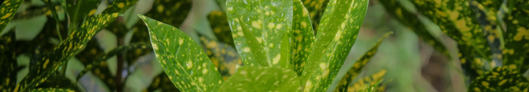 Codiaeum variegatum – l’art des feuilles colorées