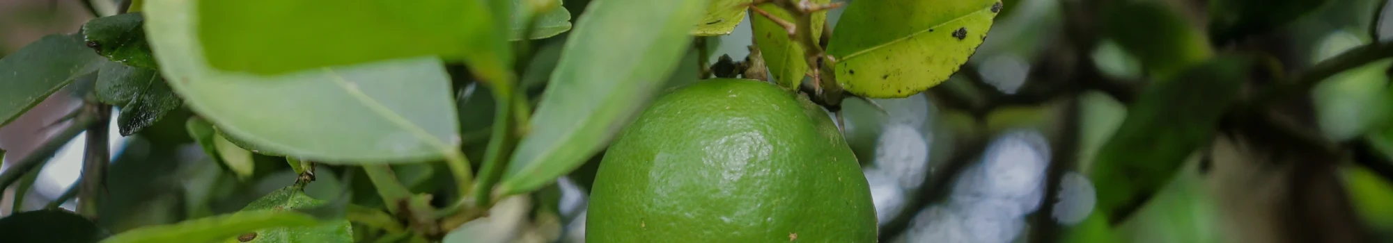 Citrus aurantiifolia – la fraîcheur acidulée