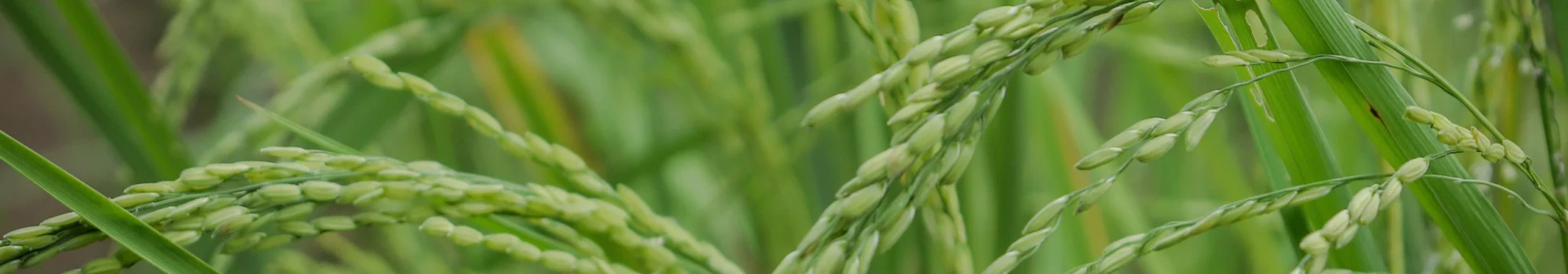 Oryza sativa – la graine nourricière du monde