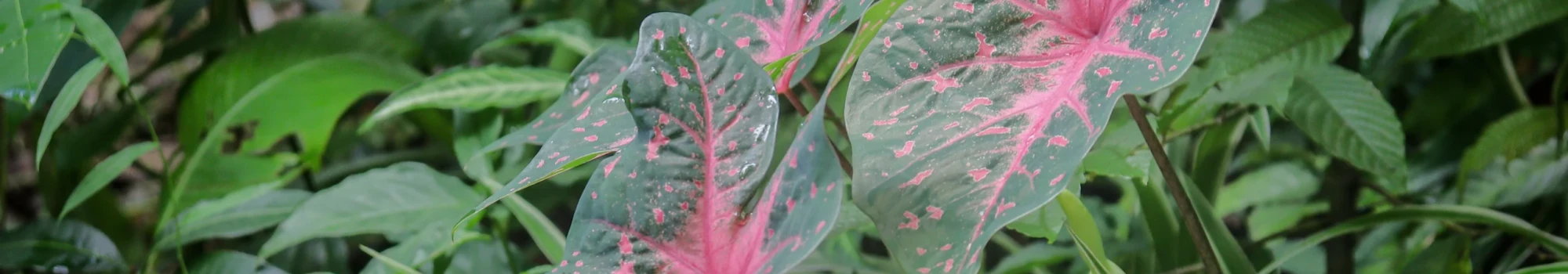 Caladium bicolor – la palette vivante de la nature
