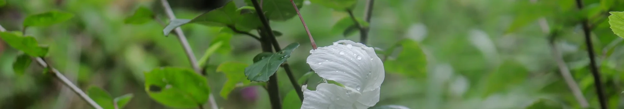Citrus aurantiifolia – la fraîcheur acidulée