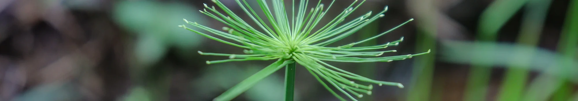 Cyperus papyrus – la mémoire des civilisations