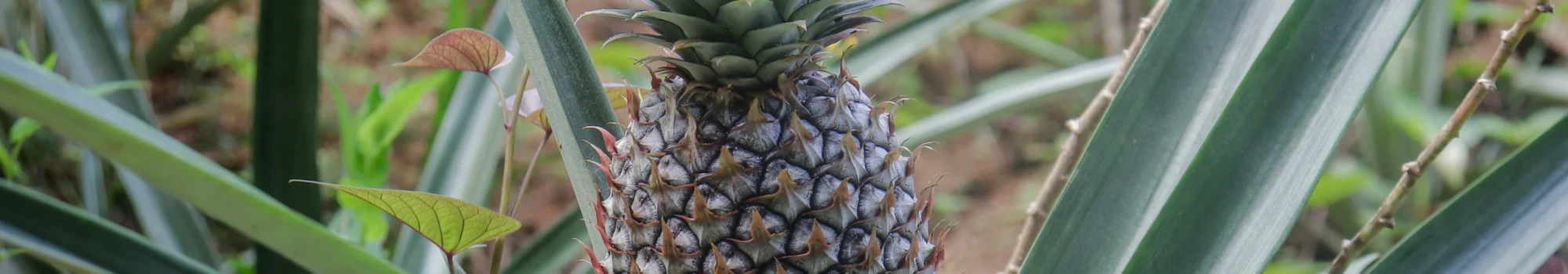 Ananas comosus – la douceur tropicale