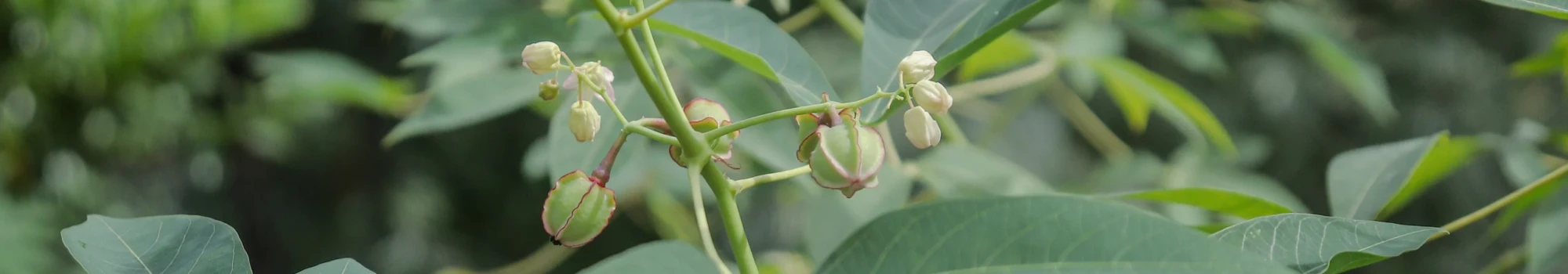 Manihot esculenta – la racine nourricière
