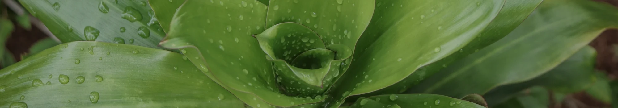 Dracaena – la force verte et élégante