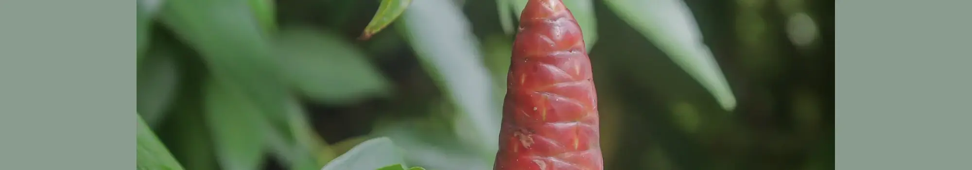 Costus woodsonii – l’élégance tropicale en spirale